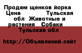 Продам щенков йорка › Цена ­ 10 500 - Тульская обл. Животные и растения » Собаки   . Тульская обл.